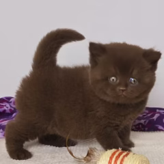 Oliver British Shorthair male - Image 5