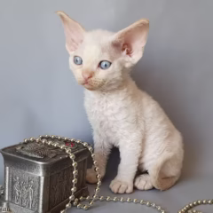 Finn Devon Rex male - Image 3