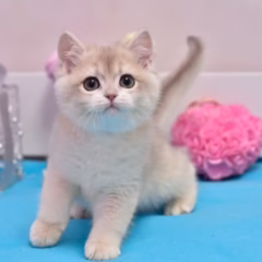 Celeste British Shorthair female - Image 4