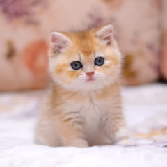 Percival British Shorthair male - Image 4
