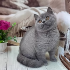 Eleanor British Shorthair Female - Image 2