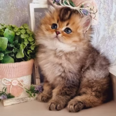 British Longhair for sale – Leo, 16 weeks old, black gold ticked, calm and affectionate