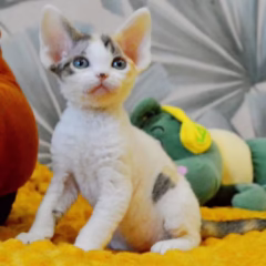 Zara Devon Rex female - Image 2