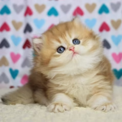 Isabella British Longhair female - Image 4