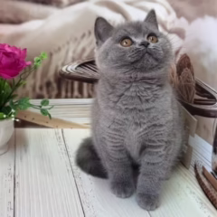 Eleanor British Shorthair Female - Image 3
