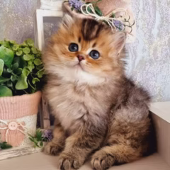 Leo British Longhair male - Image 7