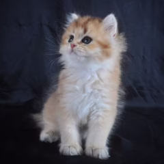 Sebastian British Longhair male - Image 7