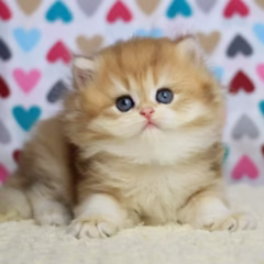 Isabella British Longhair female - Image 3