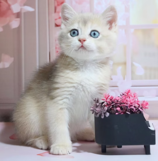 Blue Gold Shell British Shorthair male kitten – Jasper, 16 weeks old, calm and playful