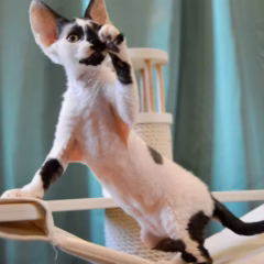 Dexter Devon Rex male - Image 2