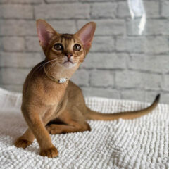 Nala Abyssinian female kitten - Image 2