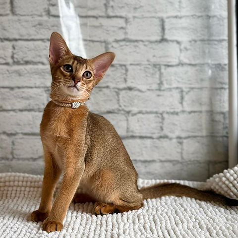 Nala Abyssinian female kitten - Image 3