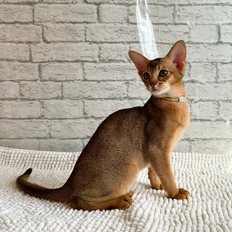 Nala Abyssinian female kitten - Image 4