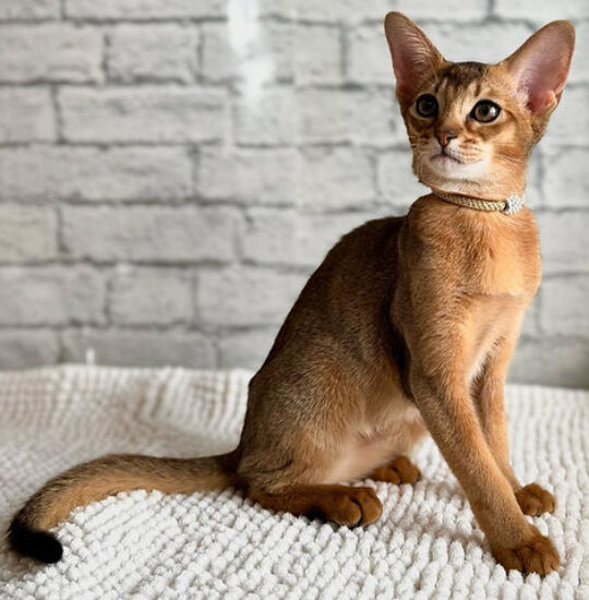 Nala, 14-week-old Abyssinian ruddy kitten with orange eyes, playful and affectionate