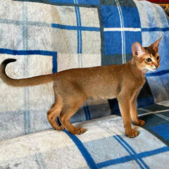Sahara Abyssinian female kitten - Image 2