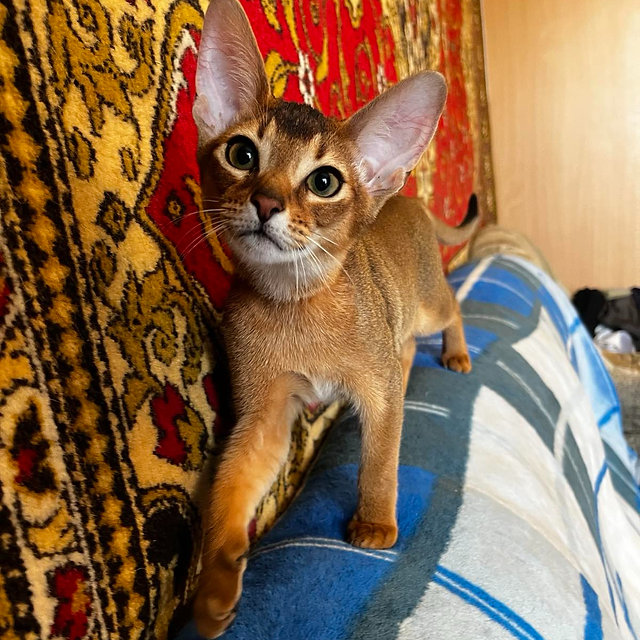 Sahara Abyssinian female kitten - Image 3