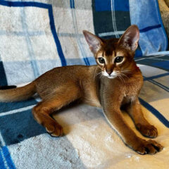 Sahara Abyssinian female kitten - Image 4