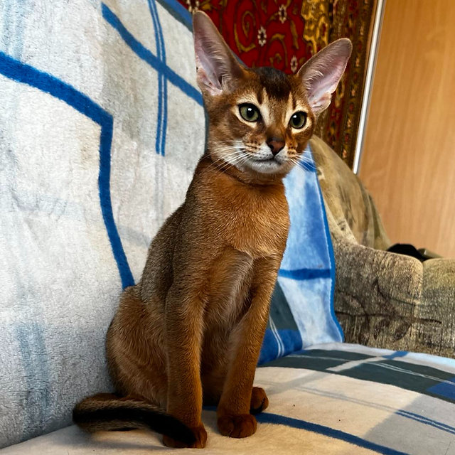 Sahara Abyssinian female kitten - Image 5