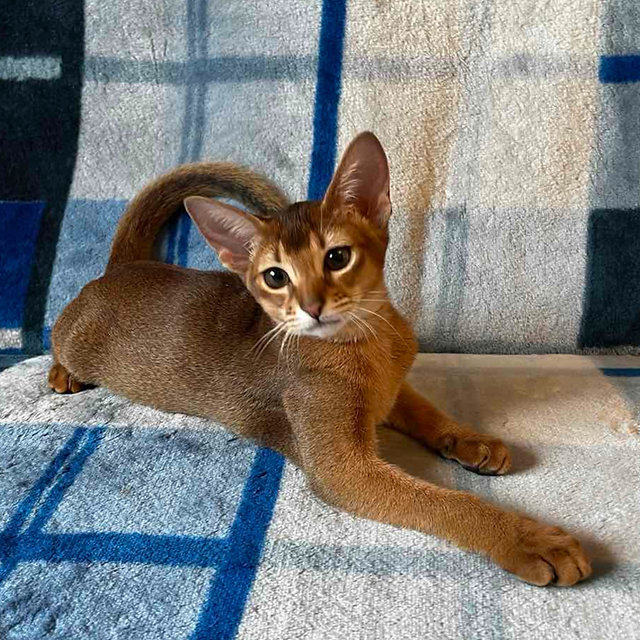 Sahara Abyssinian female kitten - Image 6