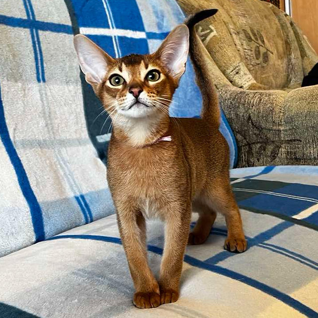 Sahara Abyssinian female kitten