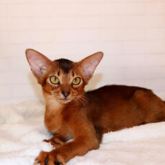 Asha, 14-week-old female Abyssinian kitten with ruddy coat and orange eyes, playful and affectionate