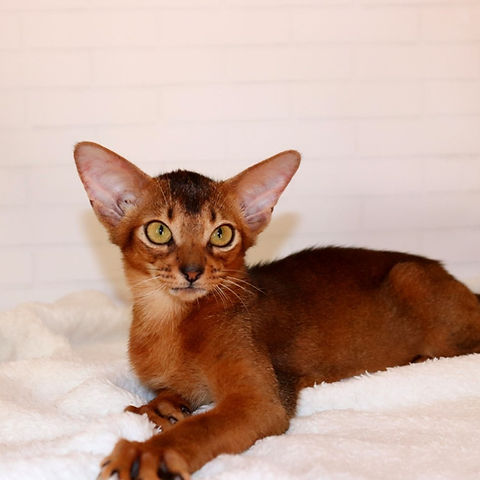 Asha Abyssinian female kitten