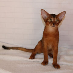 Asha Abyssinian female kitten - Image 2