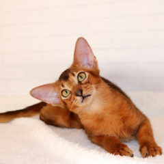 Asha Abyssinian female kitten - Image 3