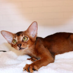 Asha Abyssinian female kitten - Image 4