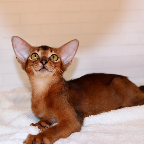 Asha Abyssinian female kitten - Image 5