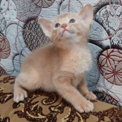 Simba Abyssinian male kitten - Image 2