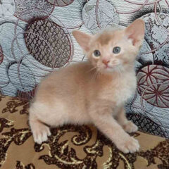 Simba Abyssinian male kitten - Image 3