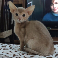 Simba, 14-week-old male Abyssinian kitten with fawn coat and orange eyes, playful and affectionate