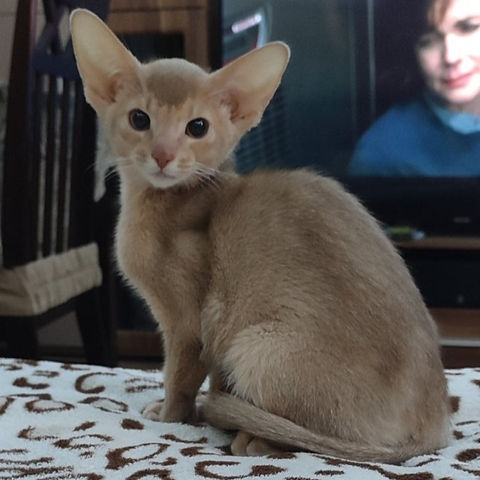 Simba Abyssinian male kitten