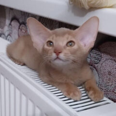 Simba Abyssinian male kitten - Image 4