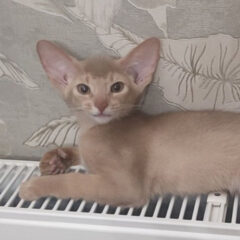 Simba Abyssinian male kitten - Image 5