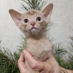 Simba Abyssinian male kitten - Image 6