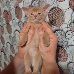 Simba Abyssinian male kitten - Image 7
