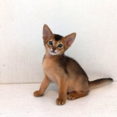 Leo, 14-week-old male Abyssinian kitten with ruddy coat and bright orange eyes, active and affectionate