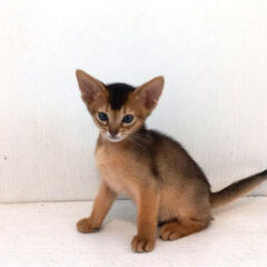 Leo Abyssinian male kitten - Image 2