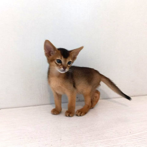 Leo Abyssinian male kitten - Image 3