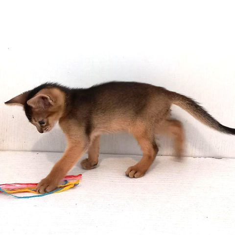 Leo Abyssinian male kitten - Image 4
