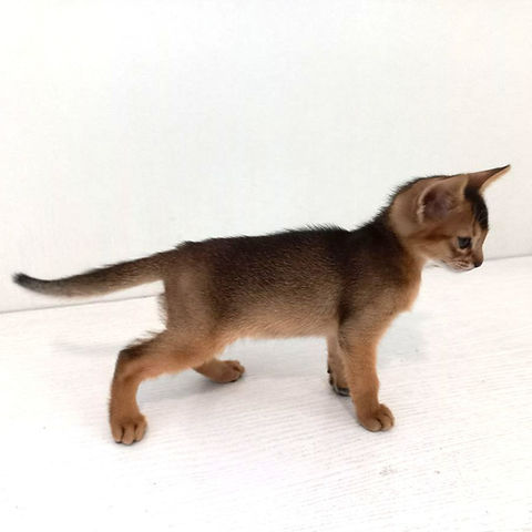 Leo Abyssinian male kitten - Image 5