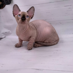 Luna Bambino female - Image 6
