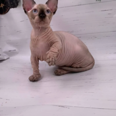 Luna Bambino female - Image 4