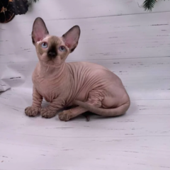 Luna Bambino female - Image 3