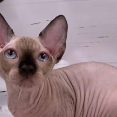Luna, 12-week-old female Bambino kitten with black pointed coat and blue eyes, playful and affectionate