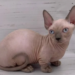 Milo, 12-week-old male Bambino kitten with blue pointed coat and blue eyes, playful and affectionate