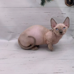 Milo Bambino male - Image 3
