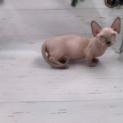 Milo Bambino male - Image 5